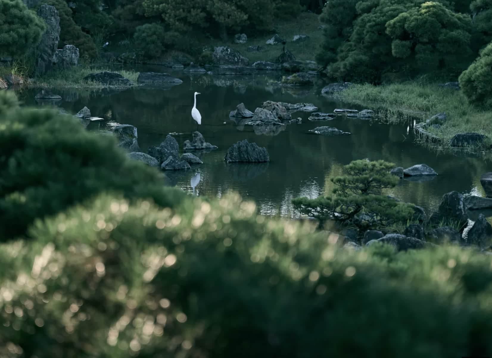 国指定名勝「松濤園」の松再生に向けたクラウドファンディングを開始