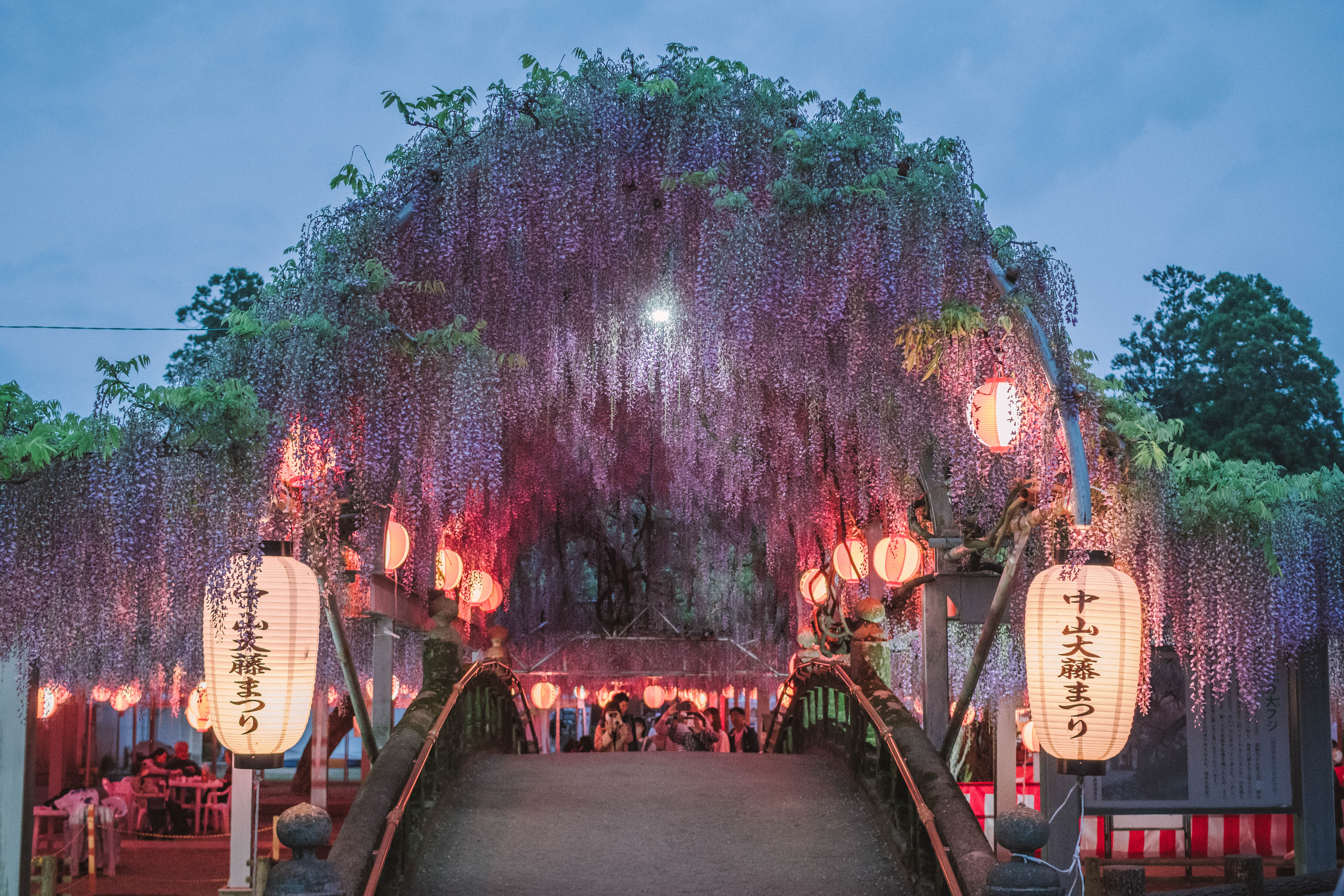 柳川の春を彩る「中山大藤まつり」が開催されます